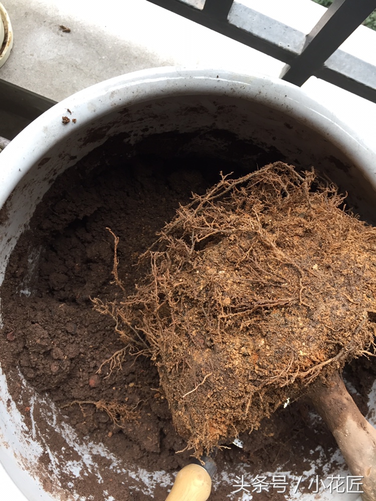 茶花落叶，这样挽救，1个月后，又会枝繁叶茂