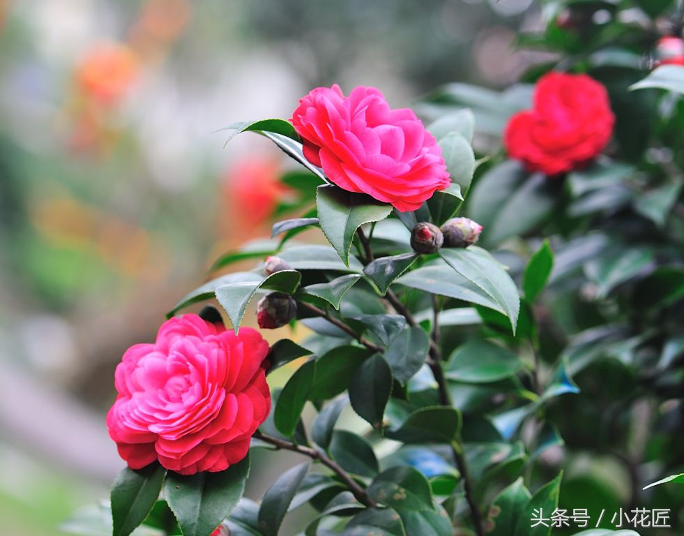 茶花落叶，这样挽救，1个月后，又会枝繁叶茂