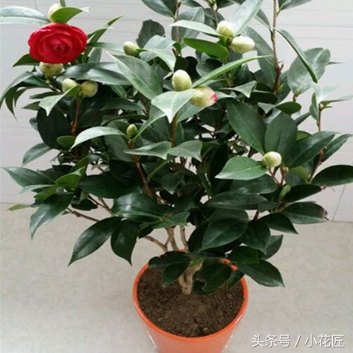 茶花落叶，这样挽救，1个月后，又会枝繁叶茂