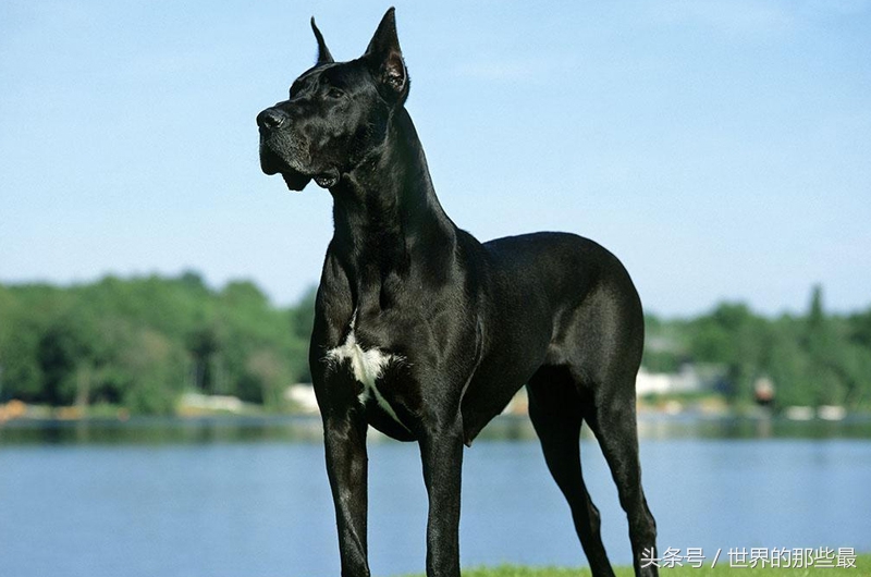 猛犬界五大顶级战犬排名：藏獒、罗威纳、杜宾等谁居榜首？