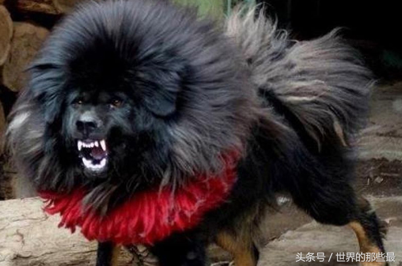 猛犬界5大“巨无霸”，除了体型大之外，实力也像野兽一样强悍