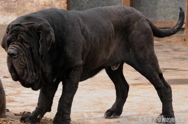 猛犬界5大“巨无霸”，除了体型大之外，实力也像野兽一样强悍