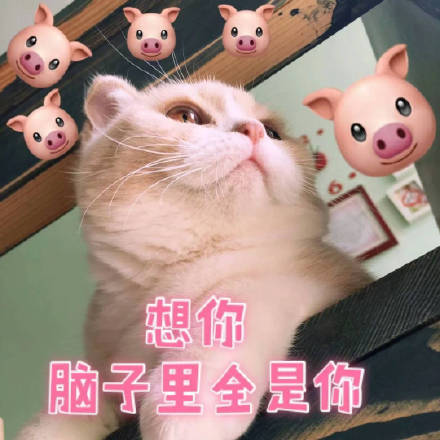 猫咪表情包：想你，脑子里全是你