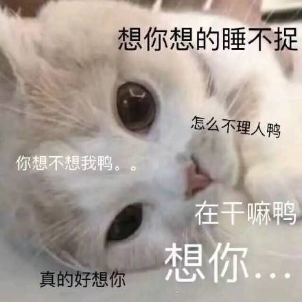 猫咪表情包：想你，脑子里全是你