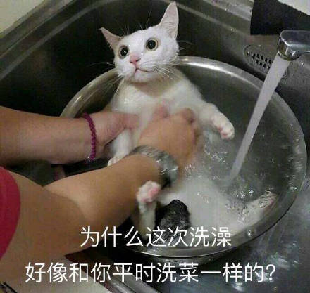 猫咪表情包：想你，脑子里全是你