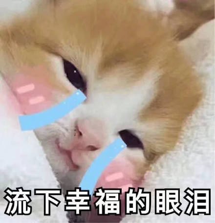 猫咪表情包：想你，脑子里全是你