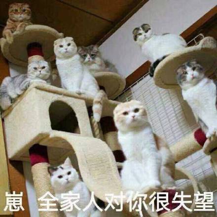 猫咪表情包：想你，脑子里全是你