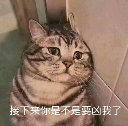 猫咪表情包：想你，脑子里全是你