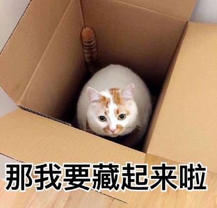 猫咪表情包：想你，脑子里全是你