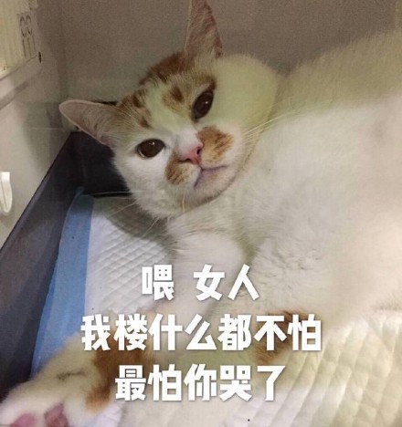 猫咪表情包：想你，脑子里全是你