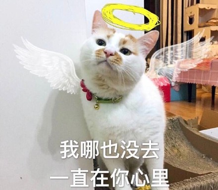 猫咪表情包：想你，脑子里全是你