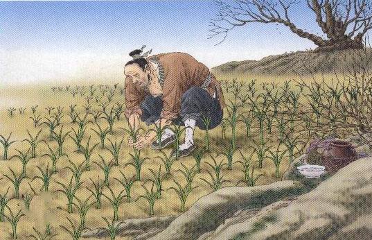 《揠苗助长》全文