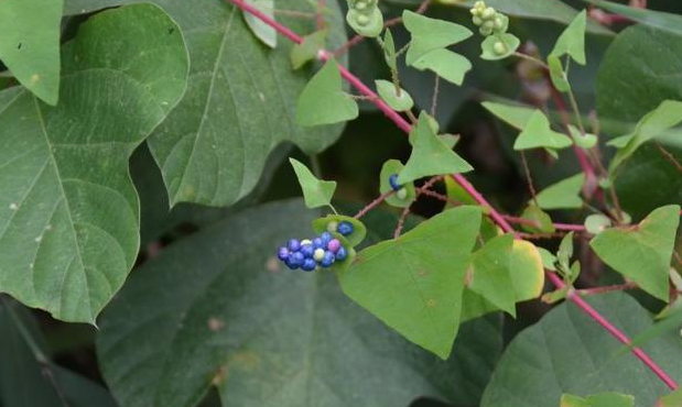 老虎脷的功效与作用-我的快乐小窝