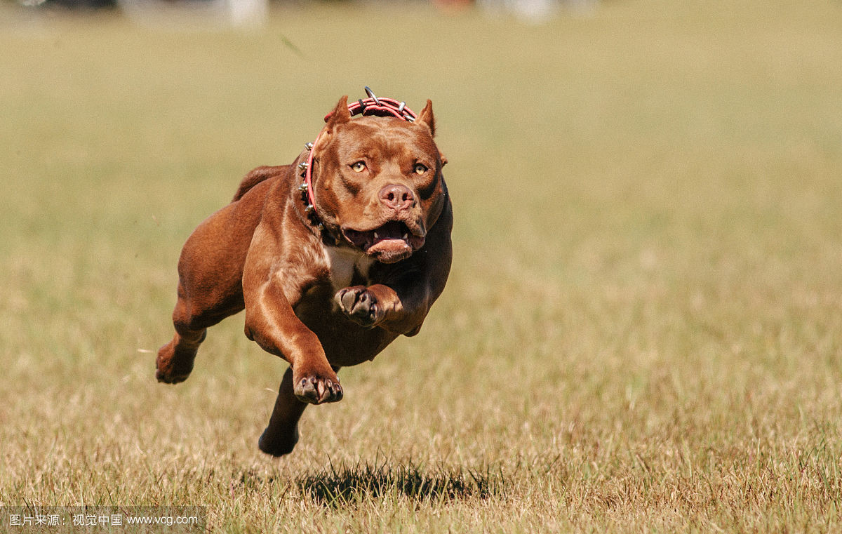 中国十大禁犬(比特犬) - 泉兴百科