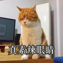 有点丧有点忧郁的猫咪表情包