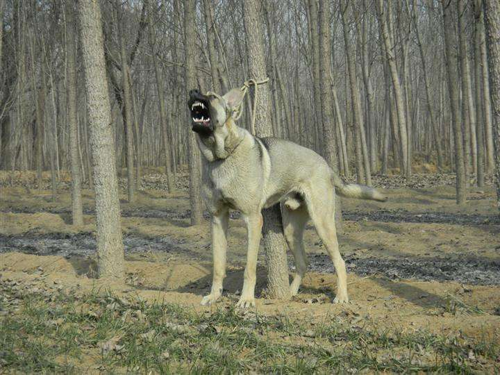 板凳犬vs狼青犬图片
