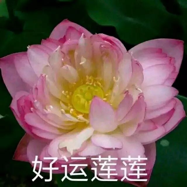 最近非常火的沙雕表情包