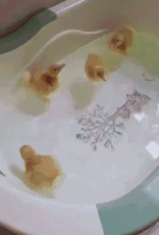 搞笑gif图：生活需要仪式感，买了洗澡用的鸭子，是这样的吗？