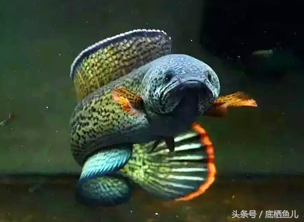 限制出口的稀有观赏鱼,价格过万,被指炒作