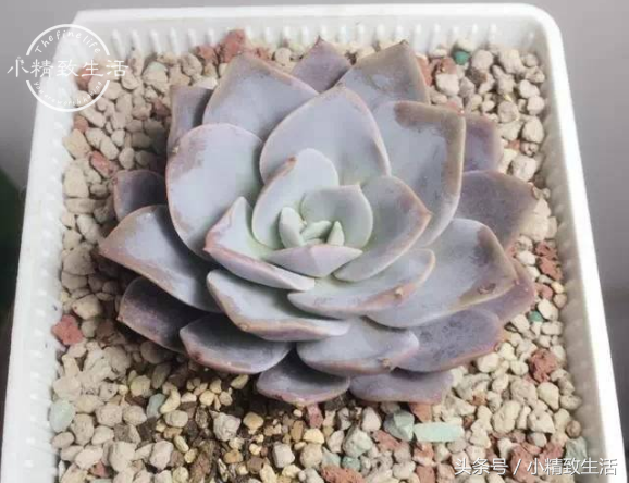 13种以星座命名的多肉植物，第5种天文学中并没有这个名字