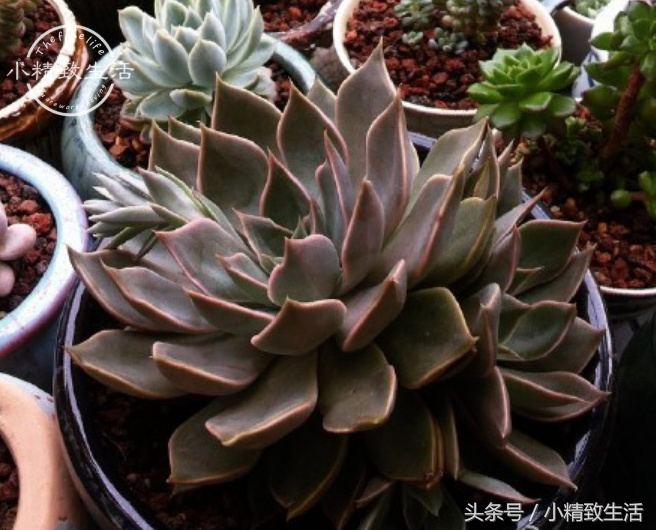 13种以星座命名的多肉植物，第5种天文学中并没有这个名字