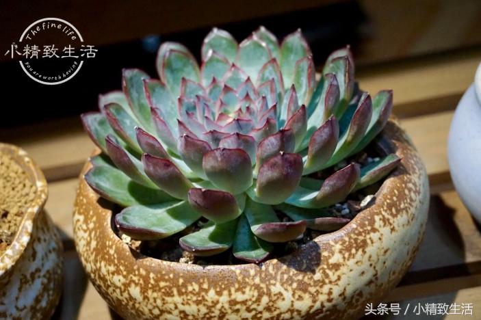 13种以星座命名的多肉植物，第5种天文学中并没有这个名字