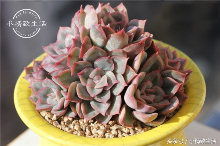 13种以星座命名的多肉植物，第5种天文学中并没有这个名字