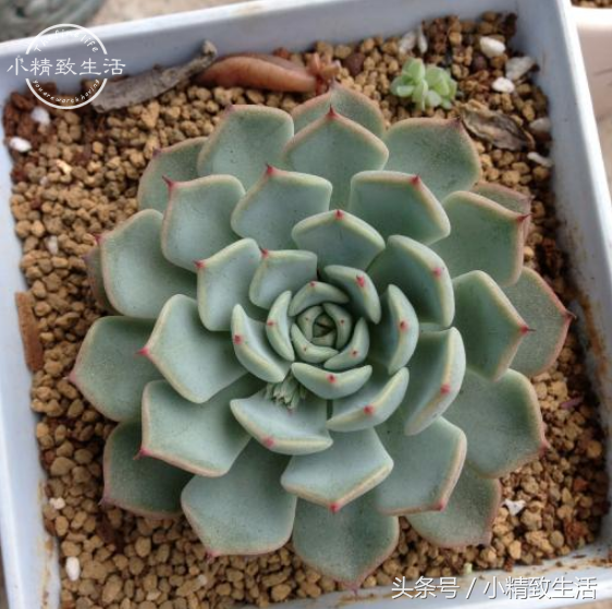 13种以星座命名的多肉植物，第5种天文学中并没有这个名字