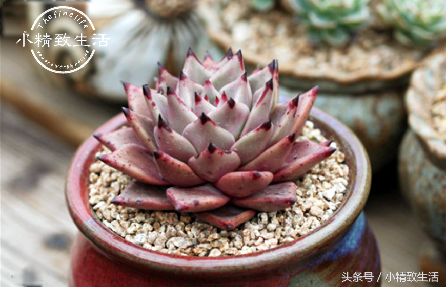 13种以星座命名的多肉植物，第5种天文学中并没有这个名字