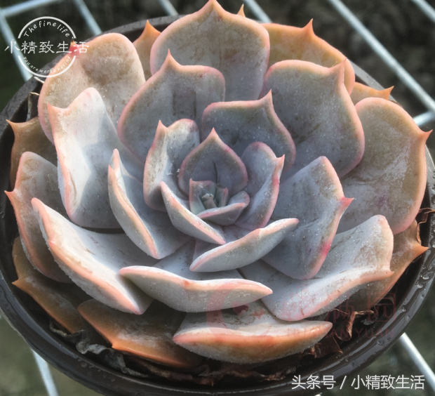 13种以星座命名的多肉植物，第5种天文学中并没有这个名字