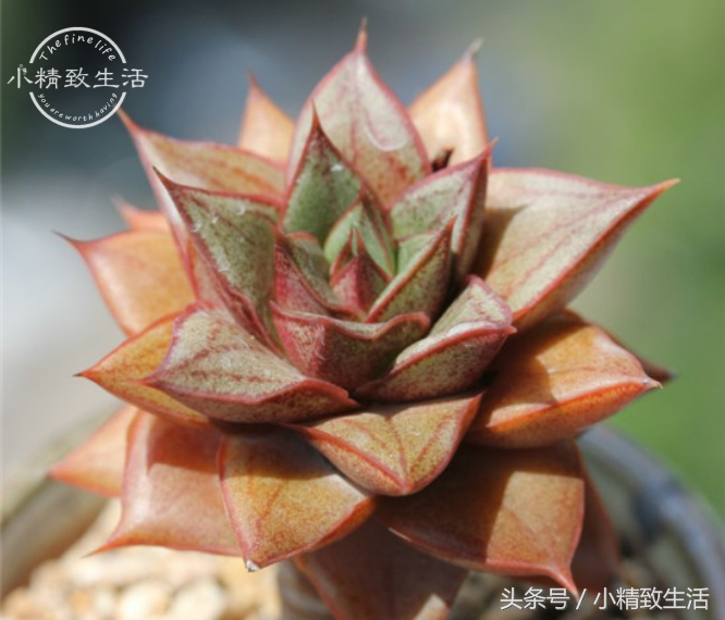 13种以星座命名的多肉植物，第5种天文学中并没有这个名字