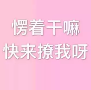 搞笑斗图表情包：你是头七彩猪