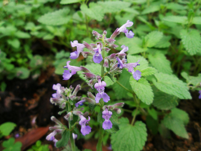 荆芥用于散全身的风邪,荆芥穗用于散头部的风邪,荆芥炭用于止血
