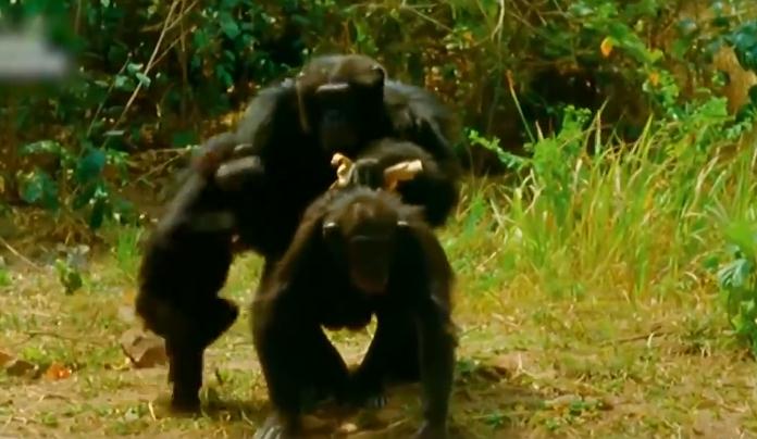 高评分传记电影《珍》，一位将一生献给黑猩猩研究的美丽女神