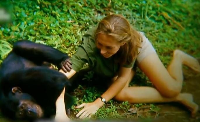 高评分传记电影《珍》，一位将一生献给黑猩猩研究的美丽女神