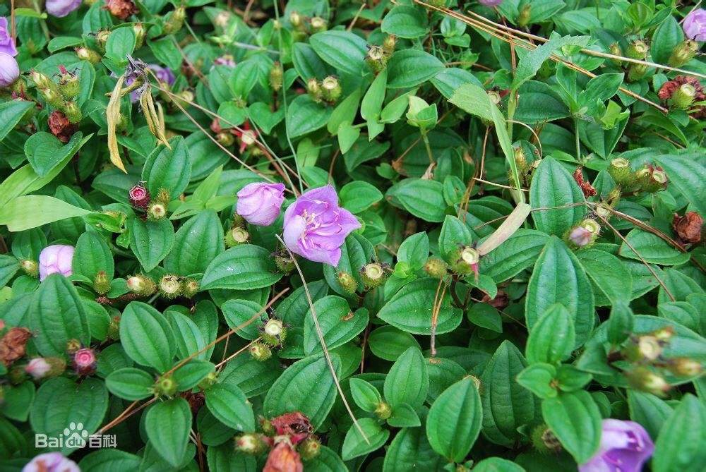 地稔的作用和功效(中药地菍的形态特点介绍)