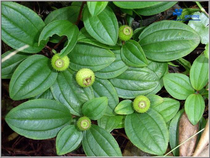 地稔的作用和功效(中药地菍的形态特点介绍)