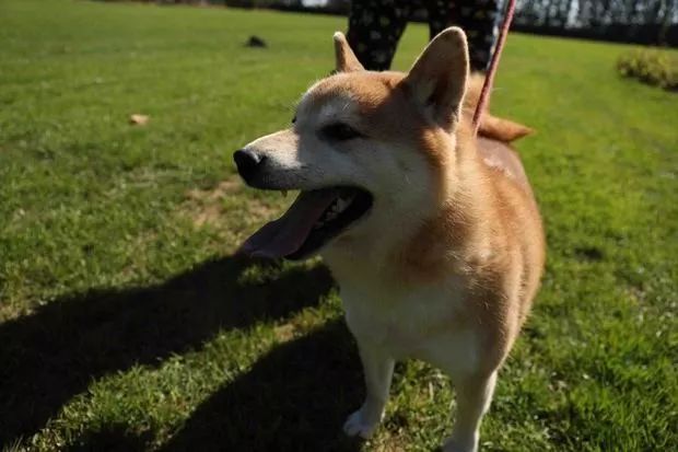 一只“小可爱”上司法拍卖网！被人遗弃宠物学校两年，它想有个家