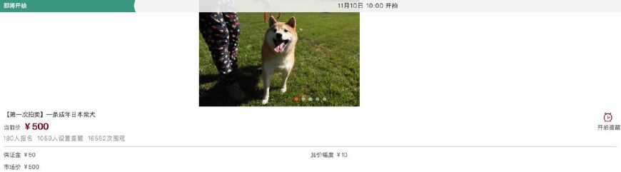 一只“小可爱”上司法拍卖网！被人遗弃宠物学校两年，它想有个家