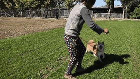 一只“小可爱”上司法拍卖网！被人遗弃宠物学校两年，它想有个家