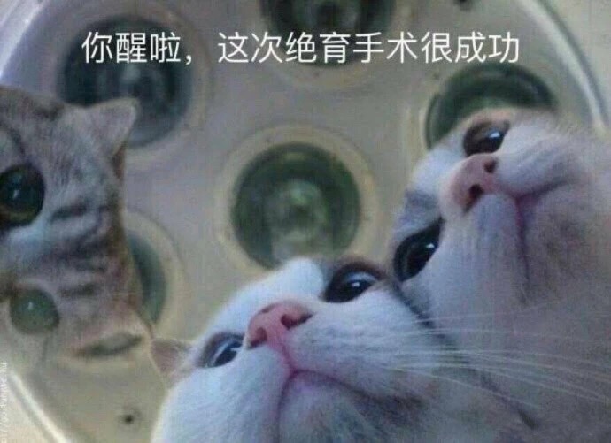 忘了他吧，我养你