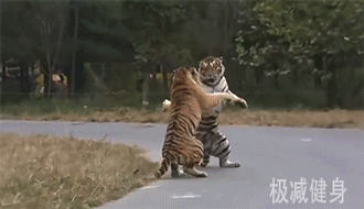 如果老虎和人都尽全力打出一掌，两者力量会有多大差距？