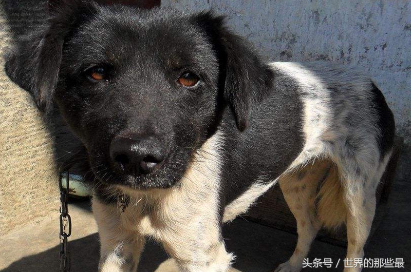 中国十大猎犬排行榜：猎人最爱的五种国产猎犬品种介绍