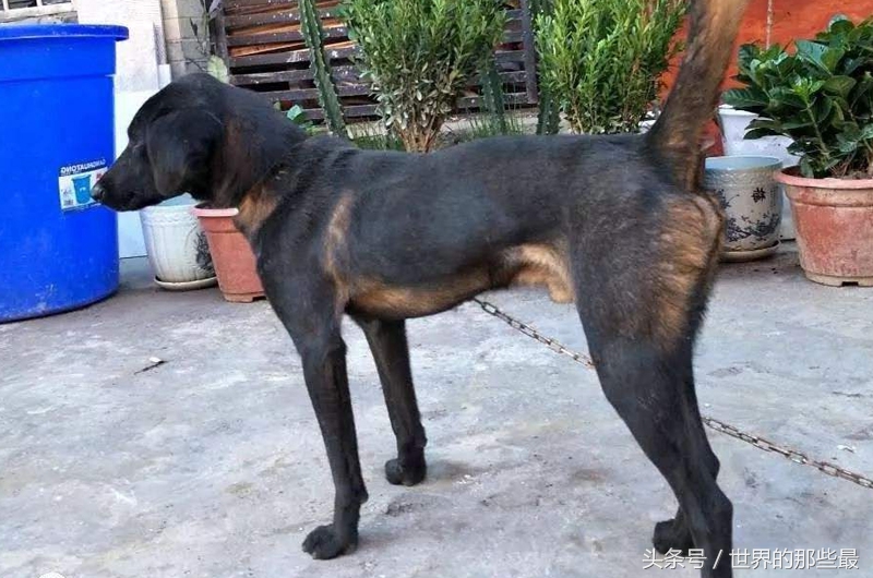猎人最喜欢的5种国产猎犬，能力不比国际知名猎犬差