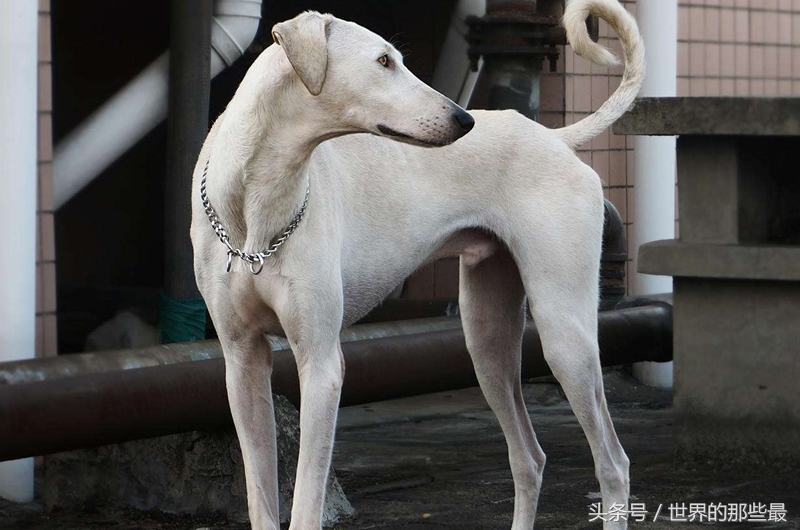 猎人最喜欢的5种国产猎犬，能力不比国际知名猎犬差