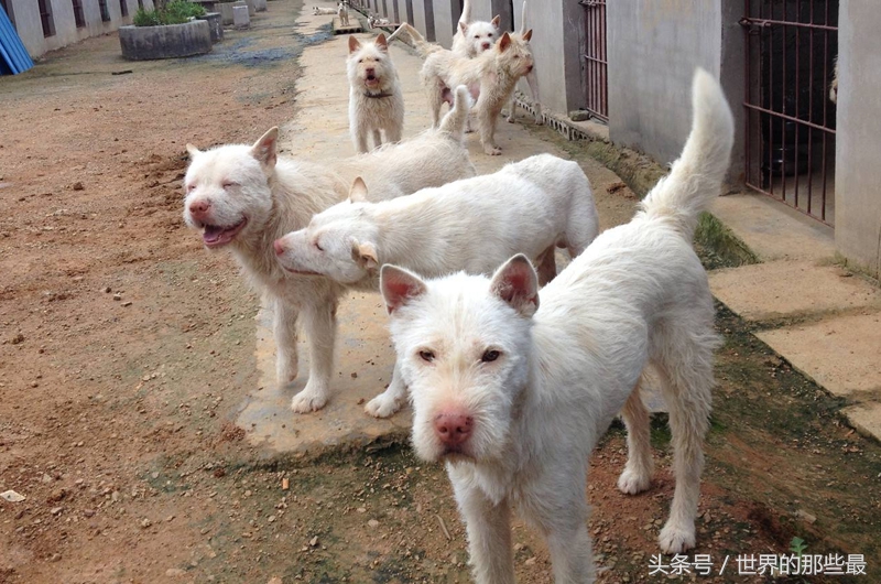 猎人最喜欢的5种国产猎犬，能力不比国际知名猎犬差