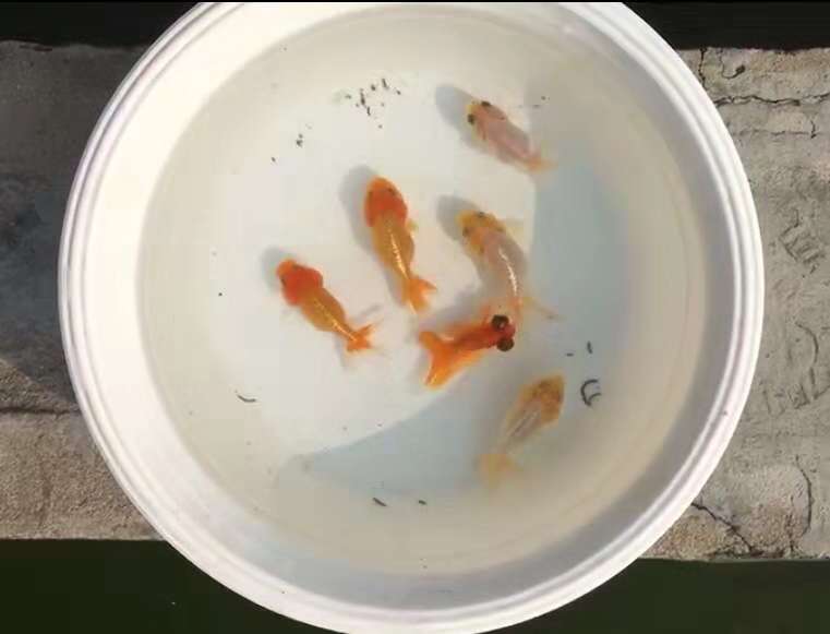 小的陶瓷缸饲养金鱼如何能够养的更好(小的陶瓷缸饲养金鱼如何能够养的更好看)