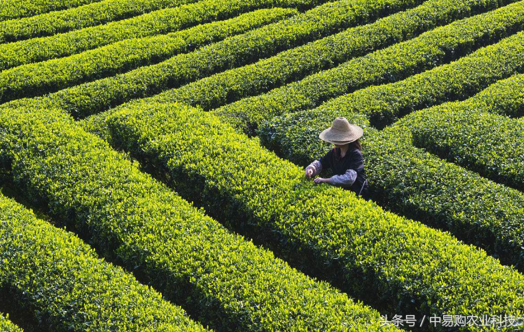 茶叶栽培技术分享，不知道的看过来！