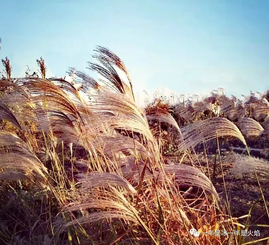 散文诗：写给芦苇