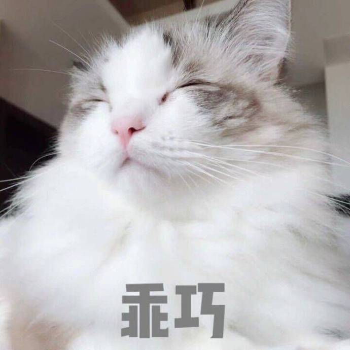 猫咪表情包：哥哥在吗？要记得找我玩